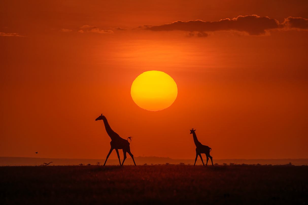 Giraffes in the sunset Poster och Canvastavla
