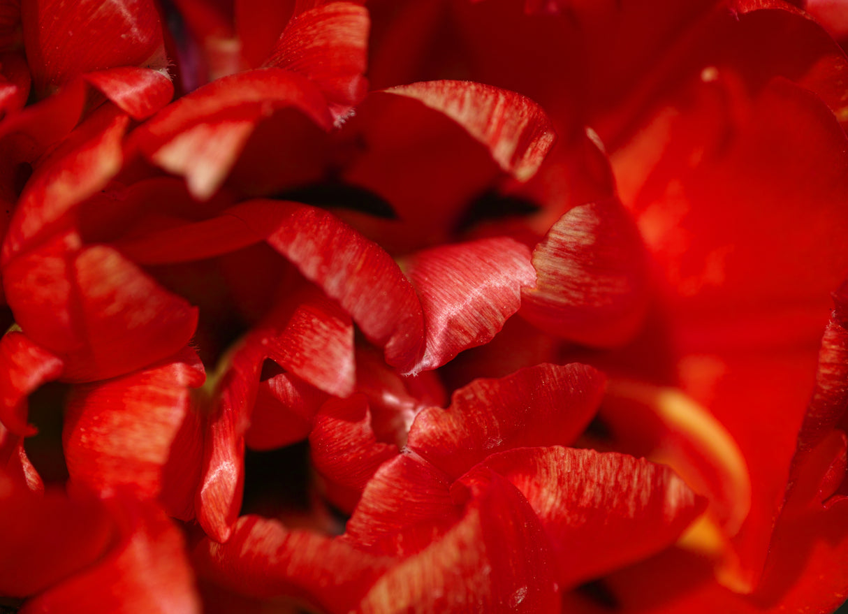 red tulip Poster och Canvastavla