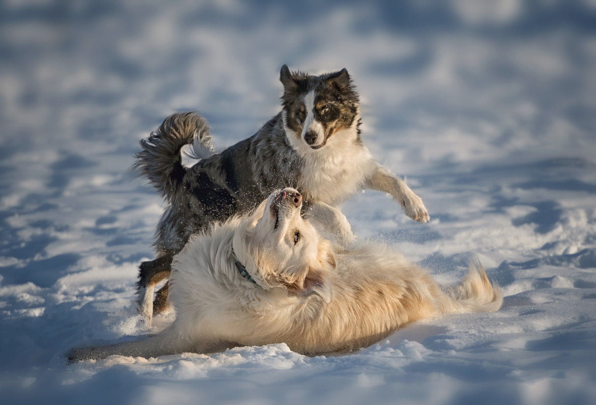 Snow Fun Poster och Canvastavla