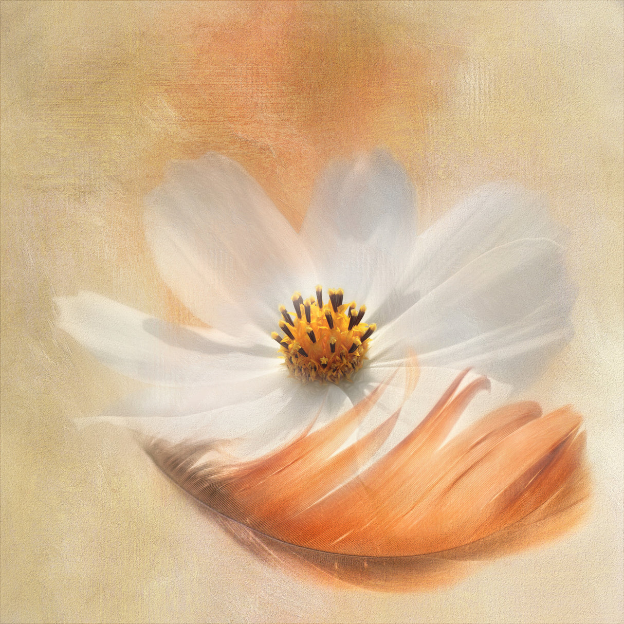 As Light as a Feather Poster och Canvastavla