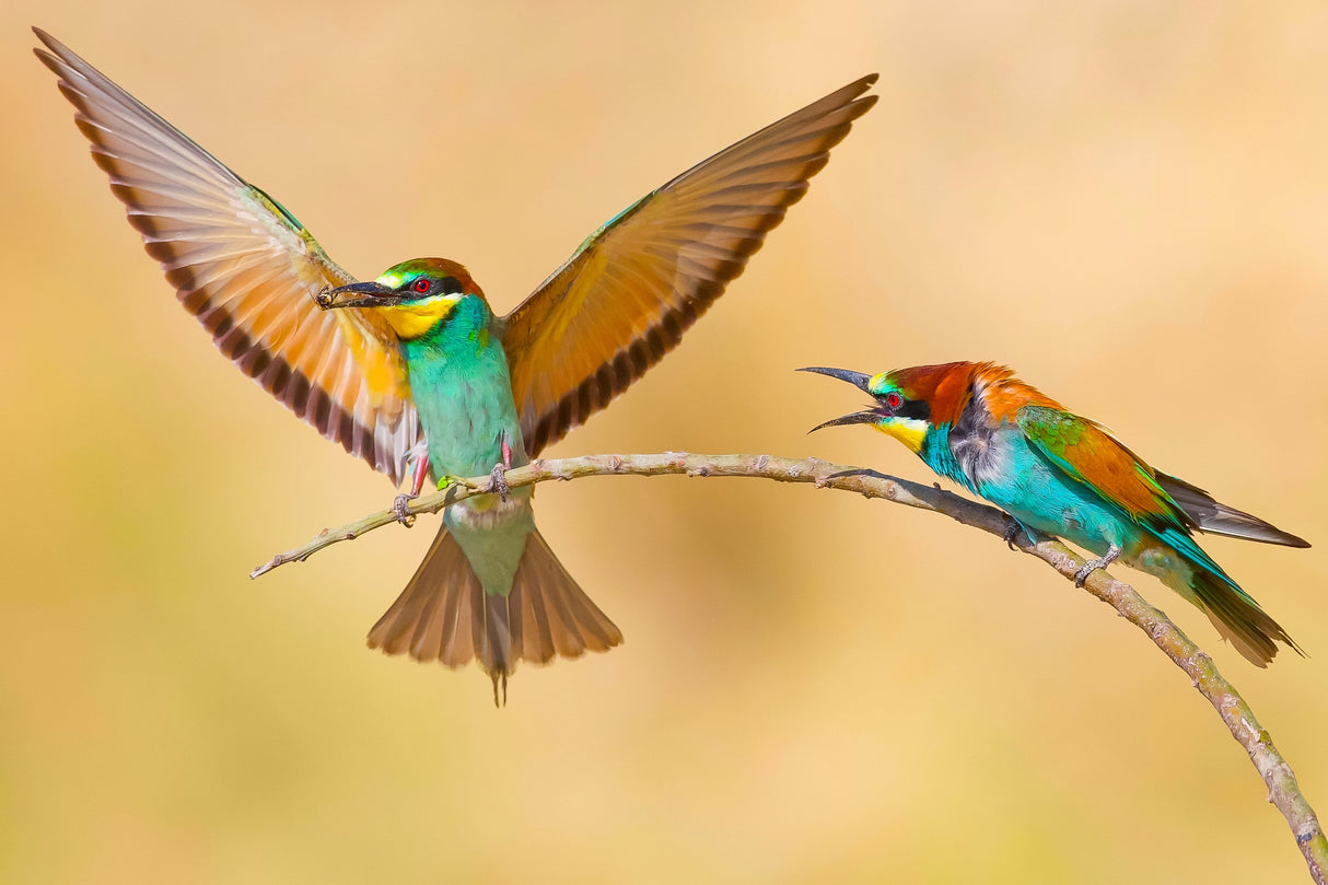 Bee-eaters Poster och Canvastavla