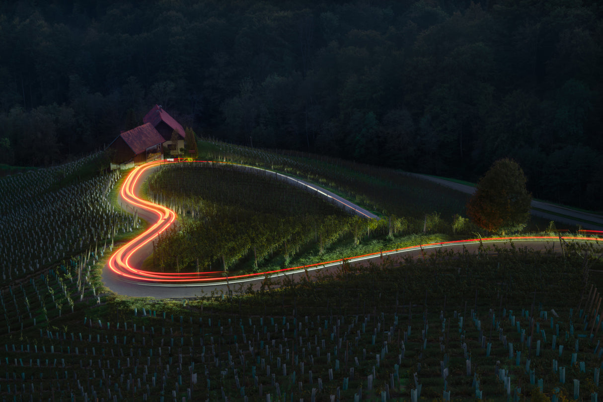 Vineyard Love Light Poster och Canvastavla