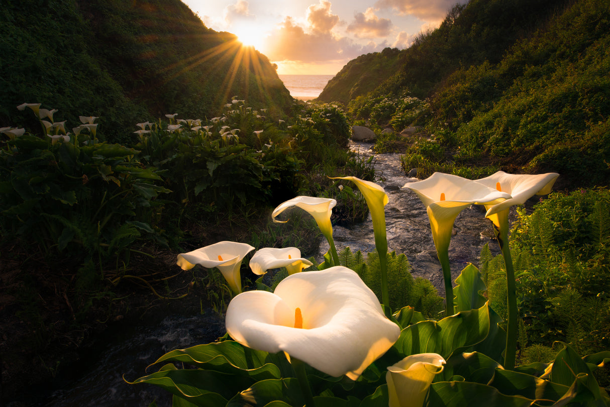 Calla Lily world Poster och Canvastavla