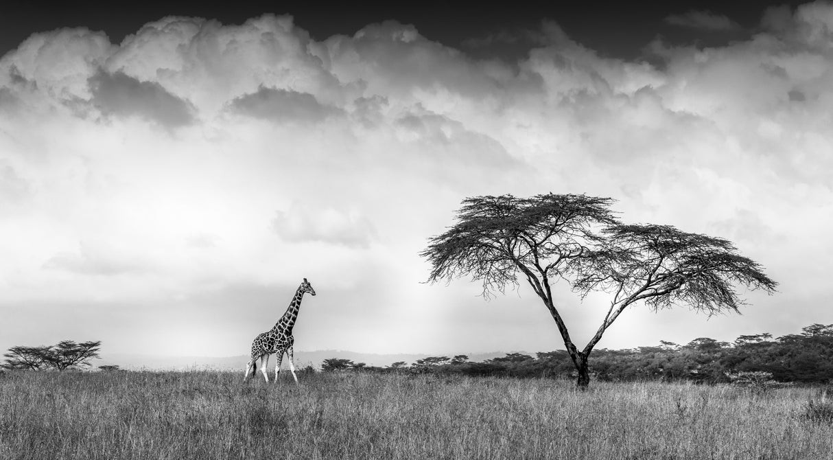 And I dreamed of Africa Poster och Canvastavla