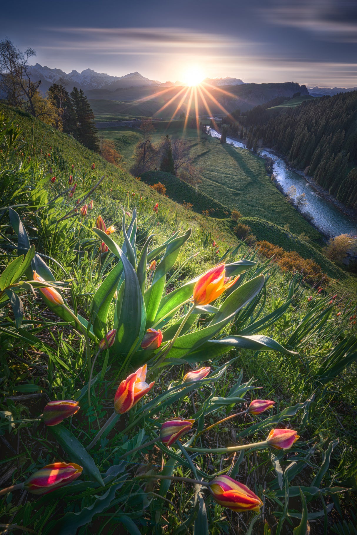 Blooming Wild Tulip Poster och Canvastavla