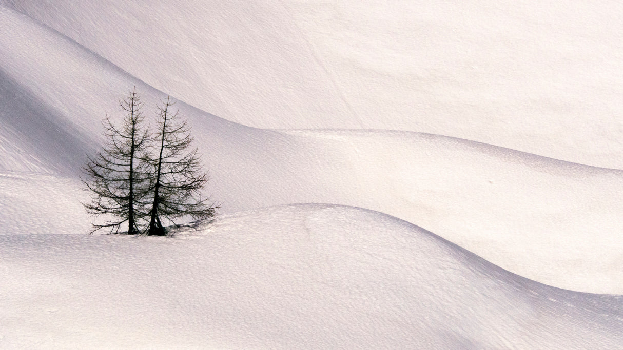 Trees in the snow 3 Poster och Canvastavla