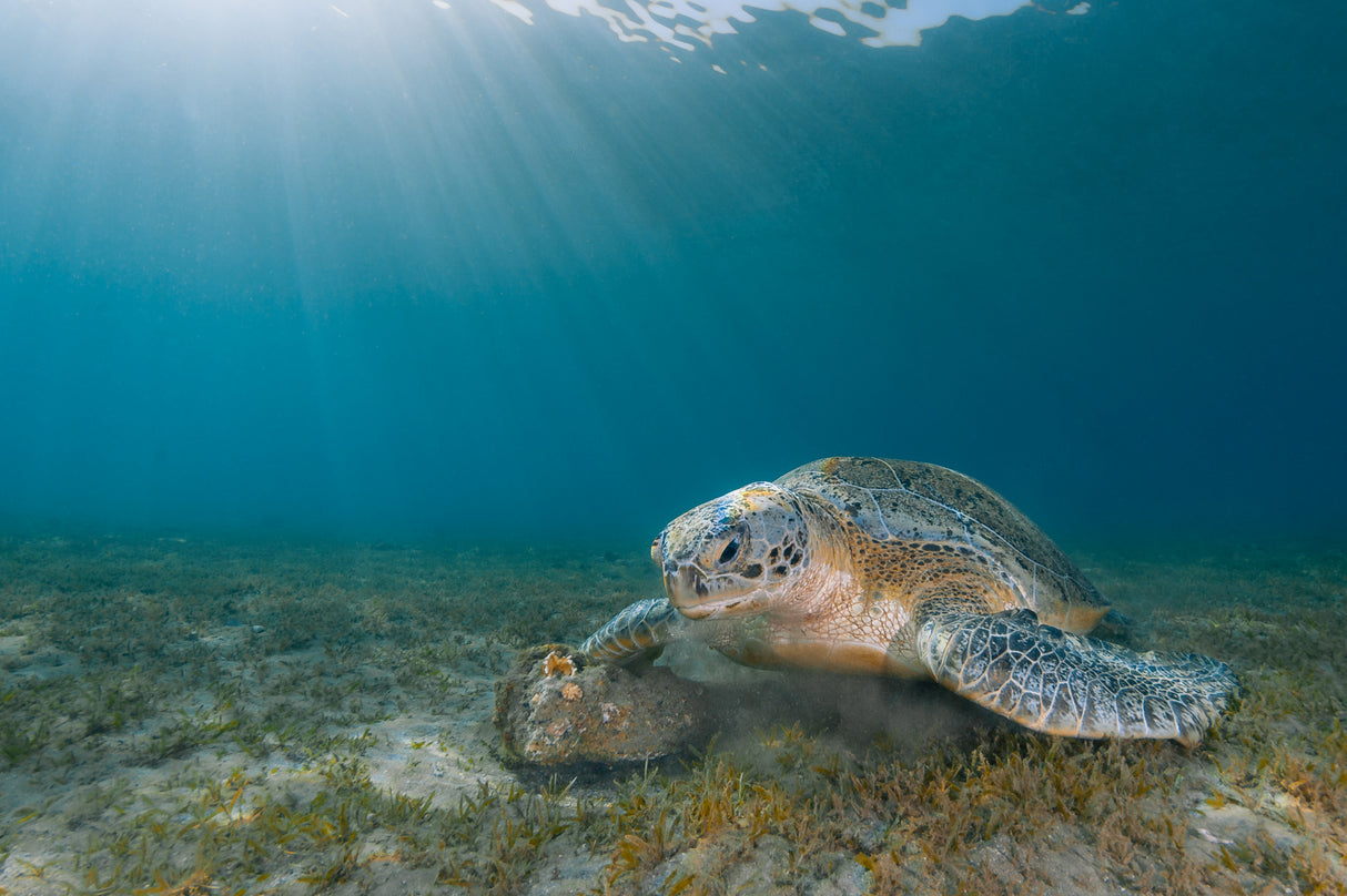 Green Turtle Poster och Canvastavla