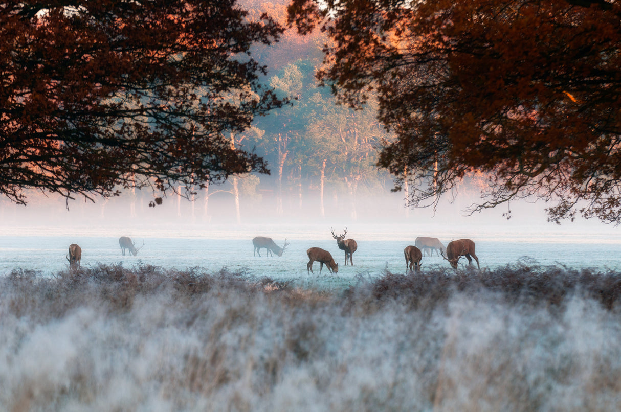 Breakfast time Poster och Canvastavla
