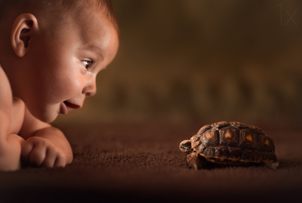 Babies Poster och Canvastavla