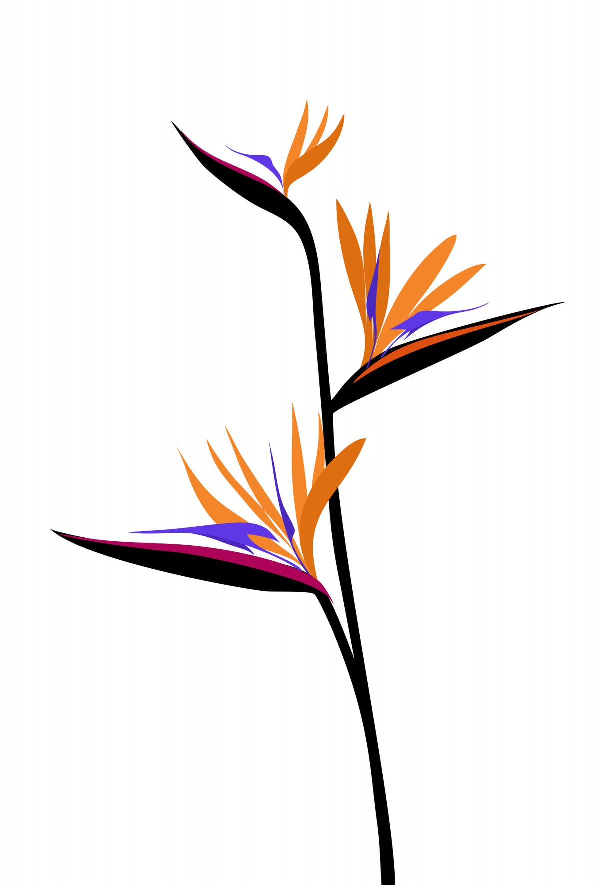 Bird of paradise in black Poster och Canvastavla