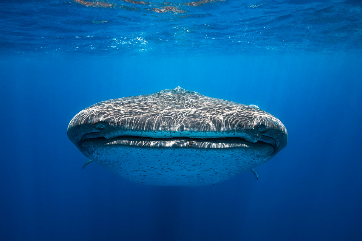 Face to Face with a whale shark Poster och Canvastavla