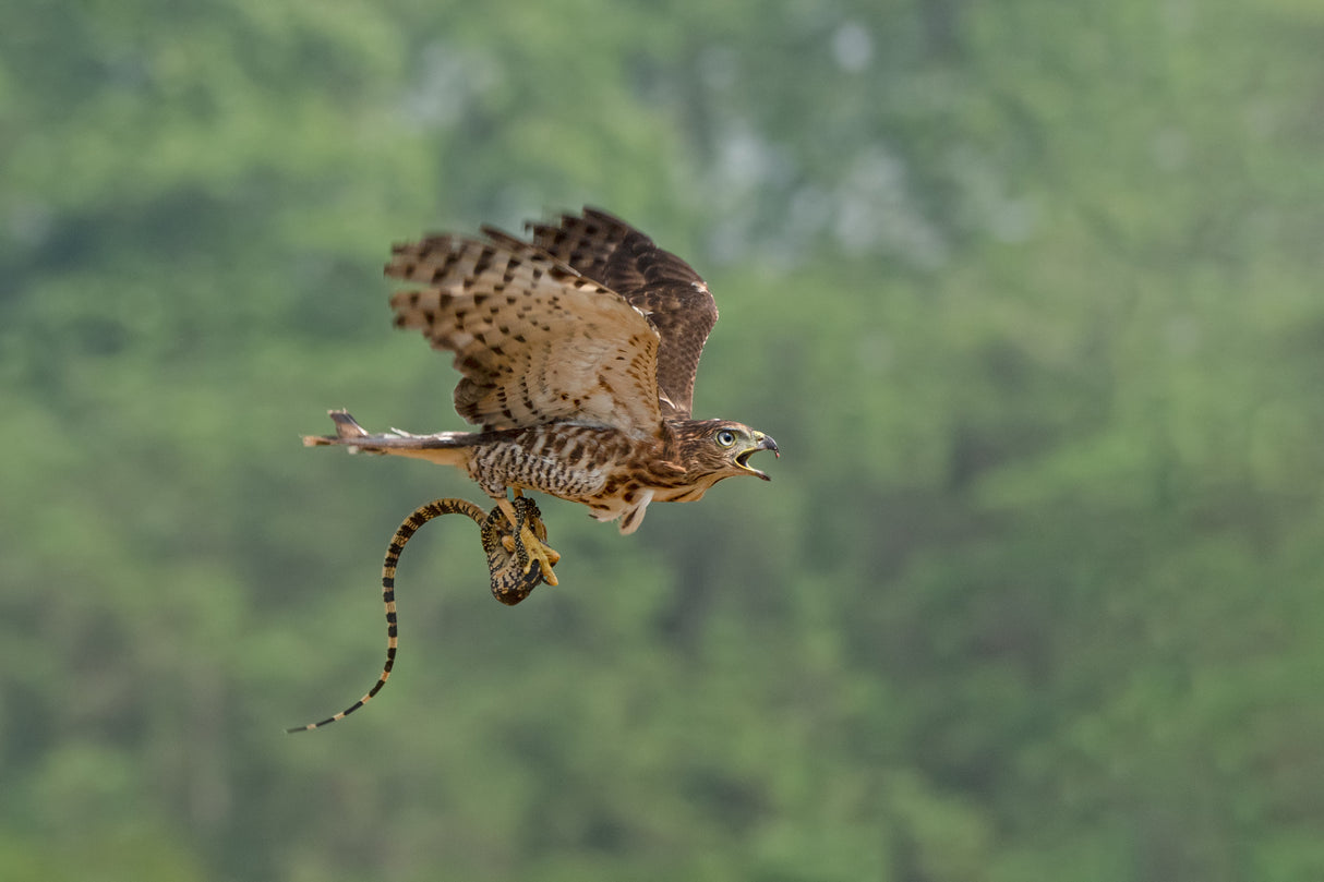 Bird of Prey: Accipiter Poster och Canvastavla