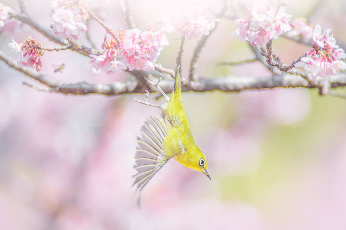 Flying white eye Poster och Canvastavla