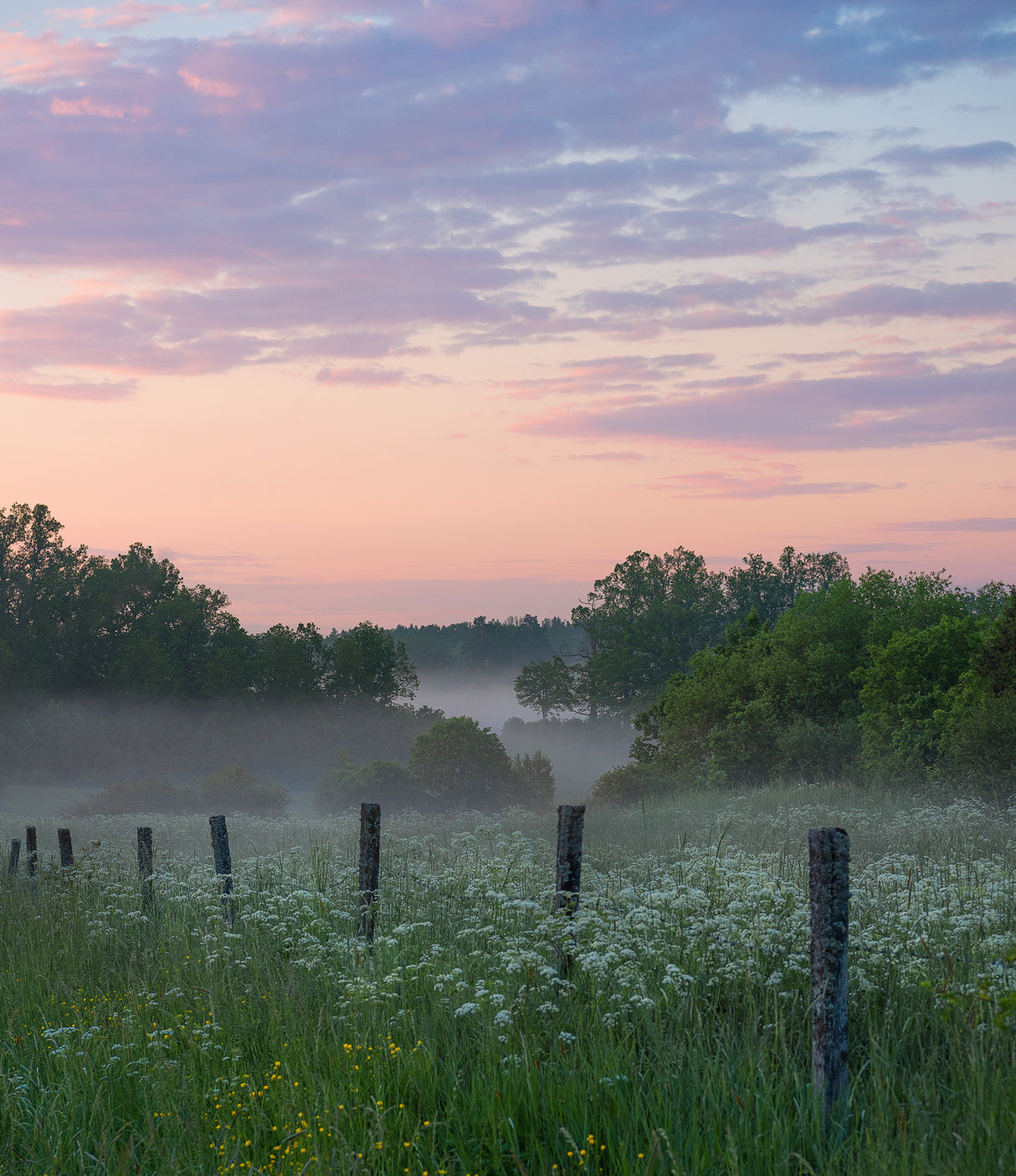 Fog and sunset Poster och Canvastavla