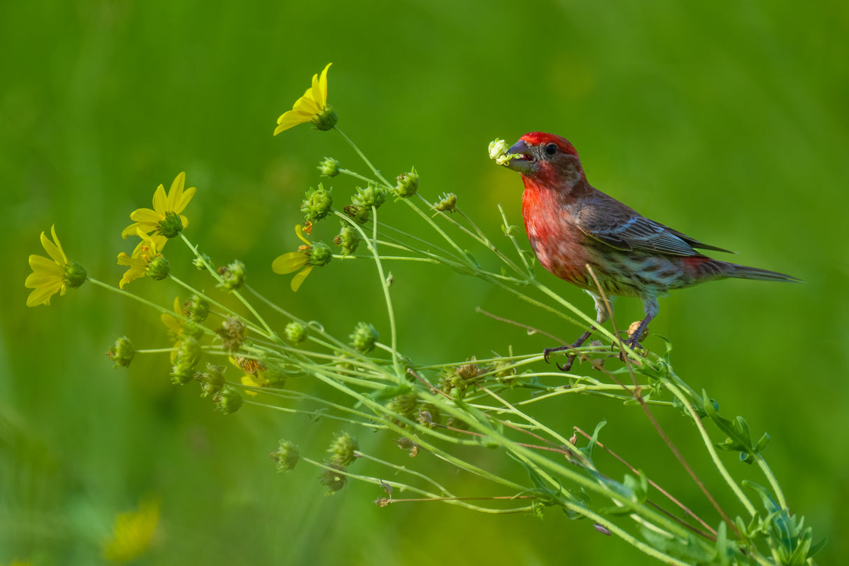 House Finch and Flowers Poster och Canvastavla