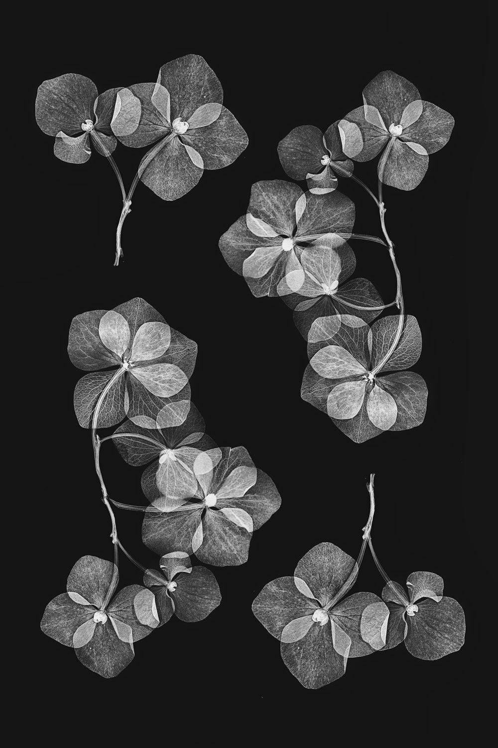 Botanical #46 Poster och Canvastavla
