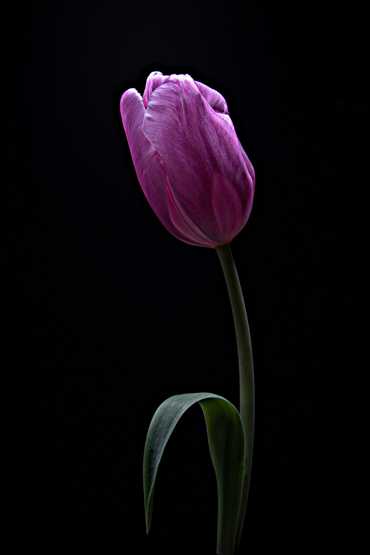 Tulip Poster och Canvastavla