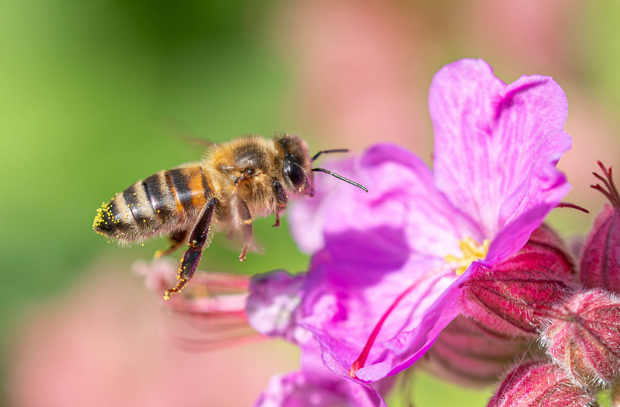 The flight of the honey bee Poster och Canvastavla