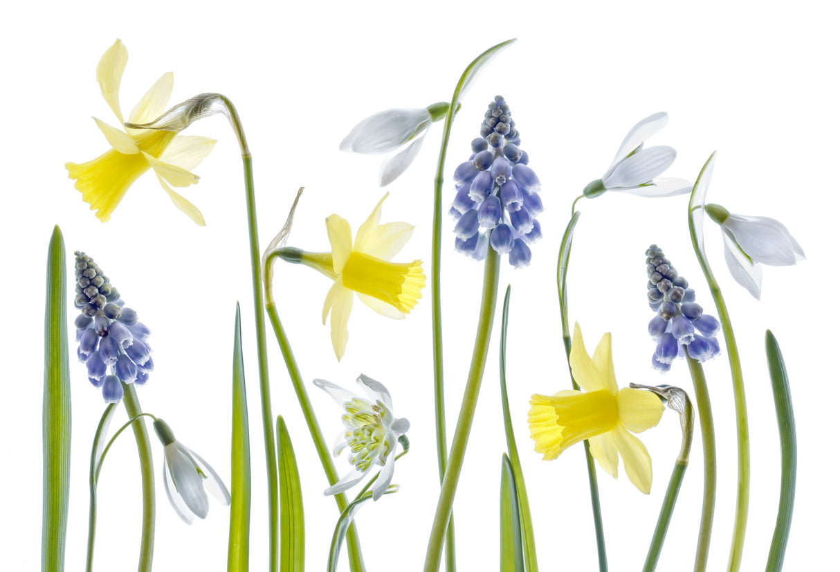 Spring Poster och Canvastavla