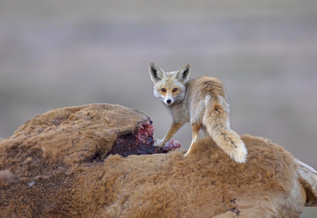 Desert Fox with a carcass Poster och Canvastavla