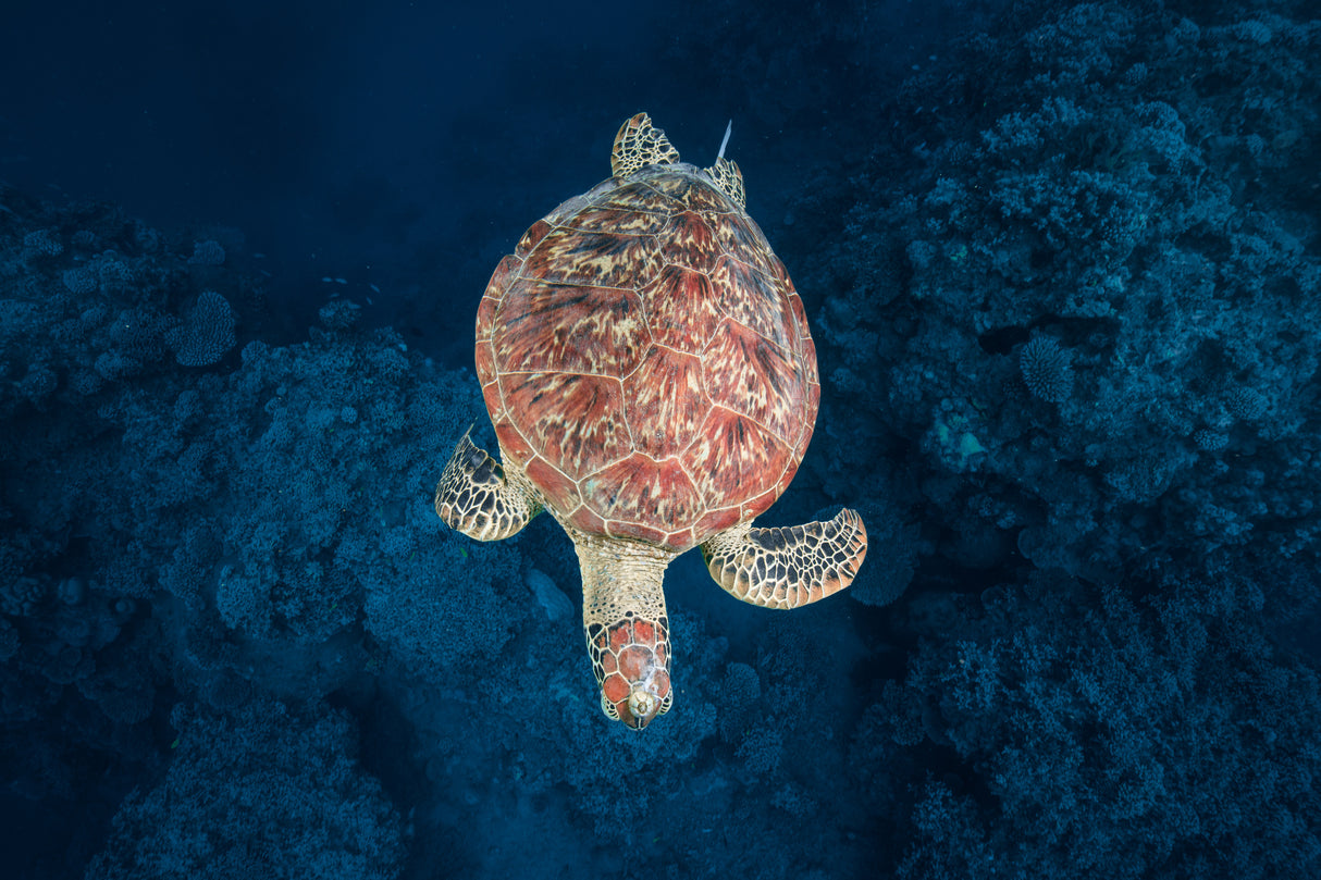Green turtle on blue water Poster och Canvastavla