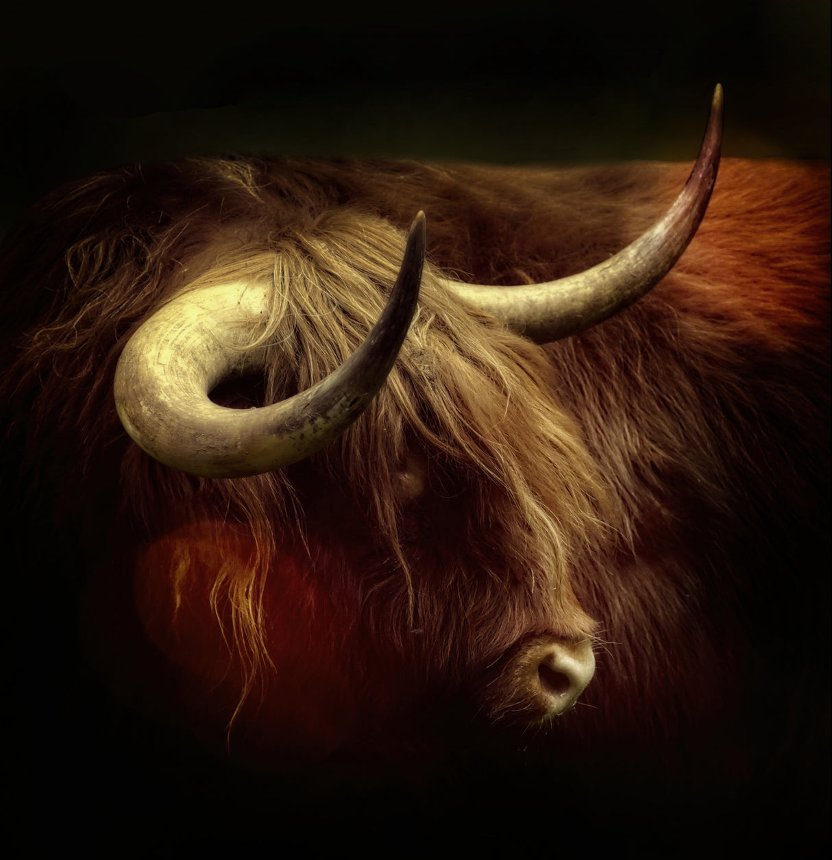 Highlander Poster och Canvastavla