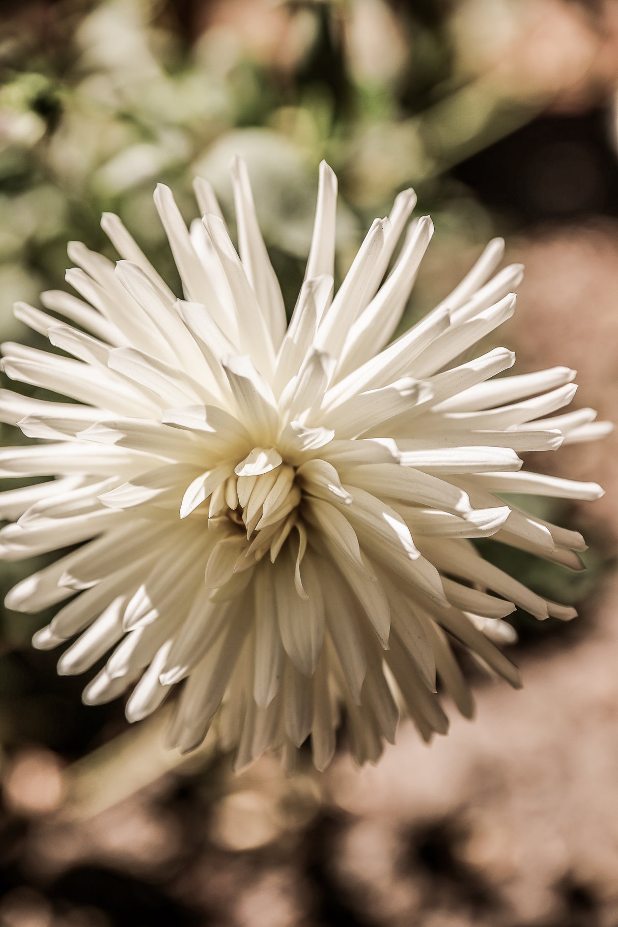 Summer Bloom Poster och Canvastavla