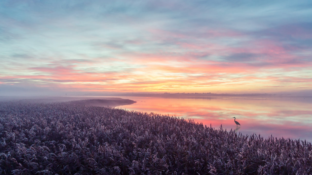 The heron's morning view. Poster och Canvastavla