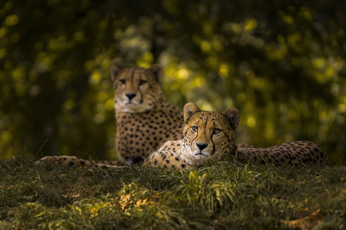 Cheetah Couple Poster och Canvastavla