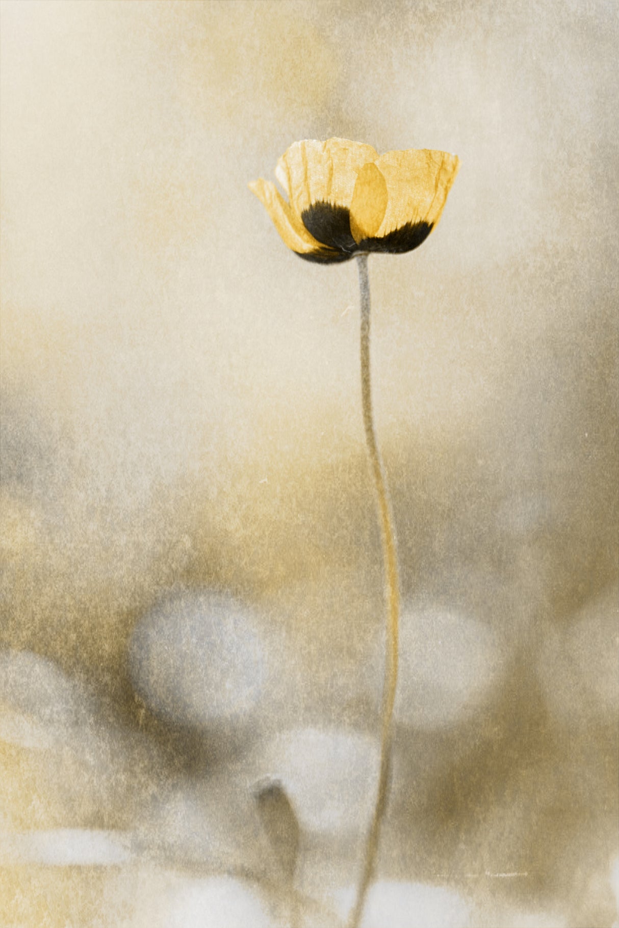 Spring Joy Poster och Canvastavla