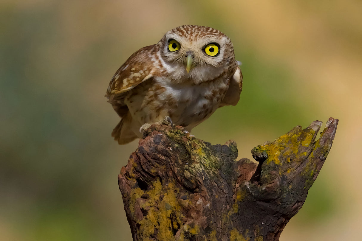 Little owl Poster och Canvastavla