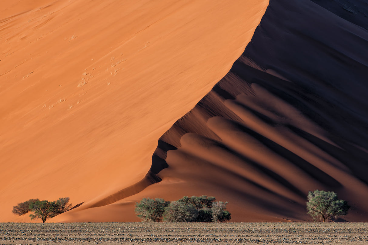 Life in the desert Poster och Canvastavla