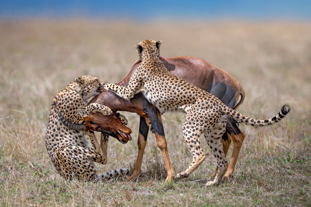 The hunt Poster och Canvastavla