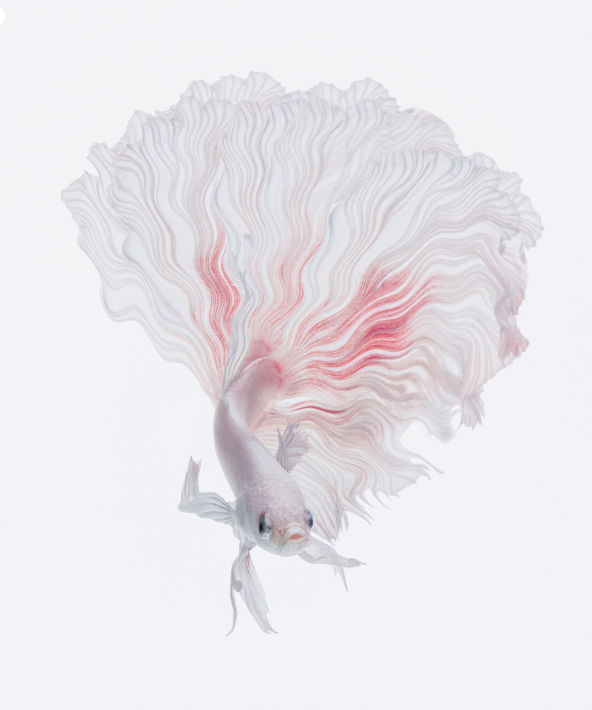 ROOT BETTA Poster och Canvastavla