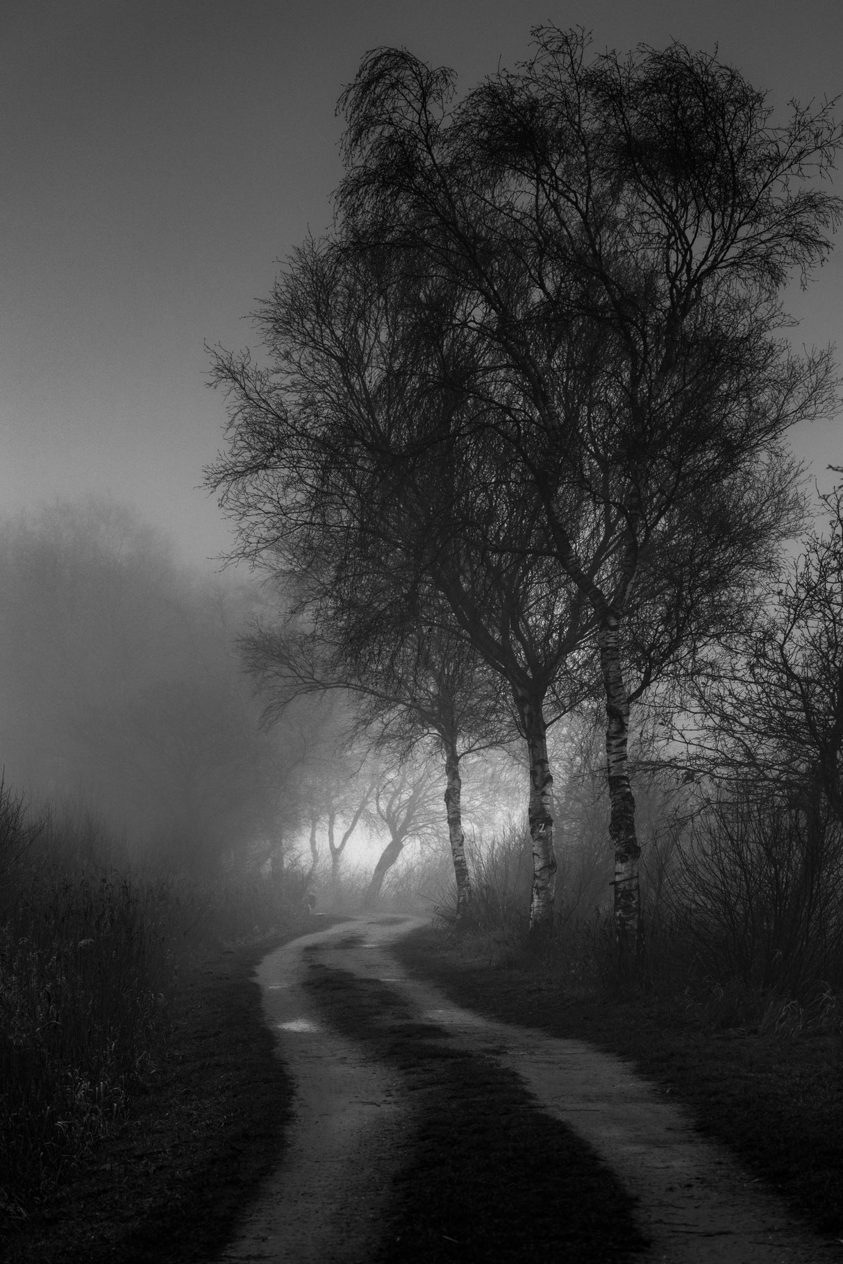 Fog Poster och Canvastavla