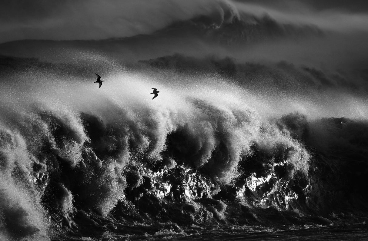 Fly in a storm Poster och Canvastavla