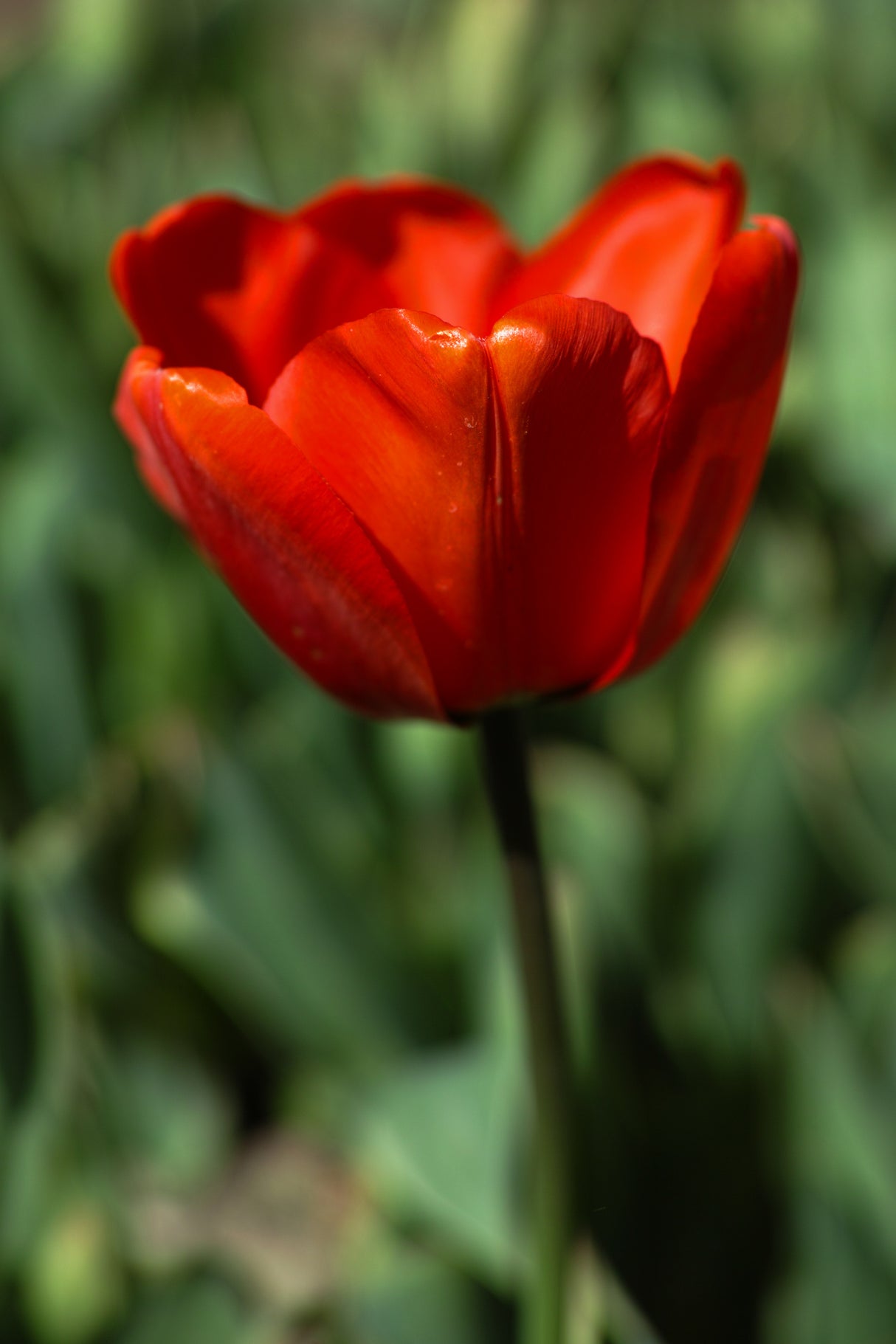 red tulip Poster och Canvastavla