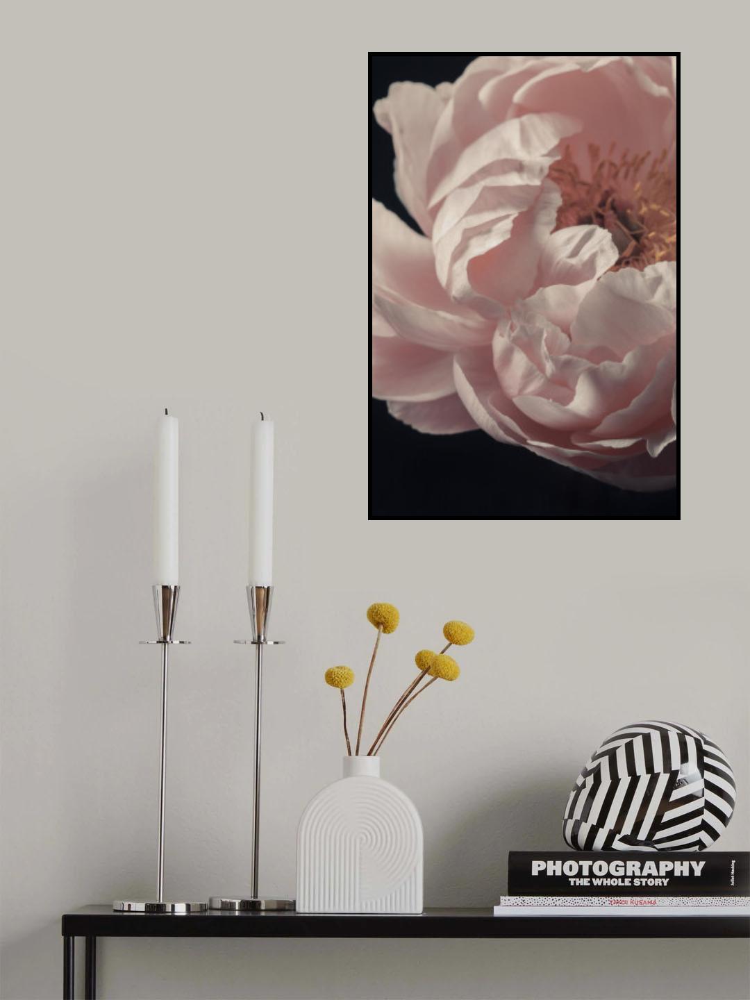 Coral Peony Flower Closeup Poster och Canvastavla