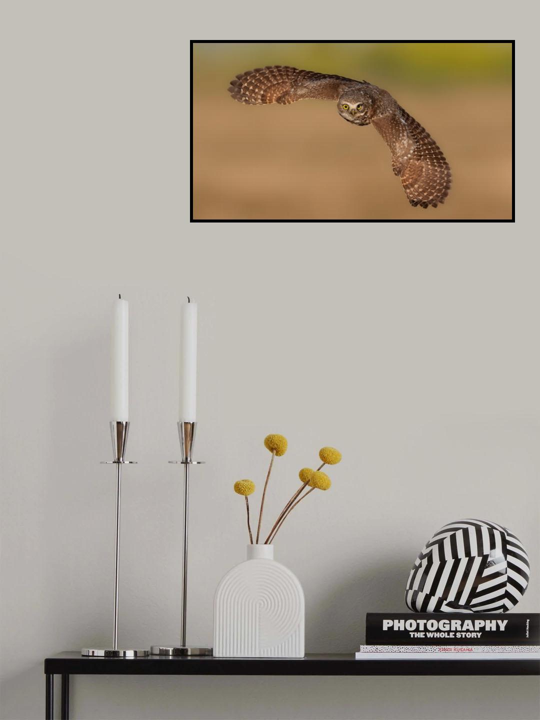 Burrowing Owl in fly Poster och Canvastavla