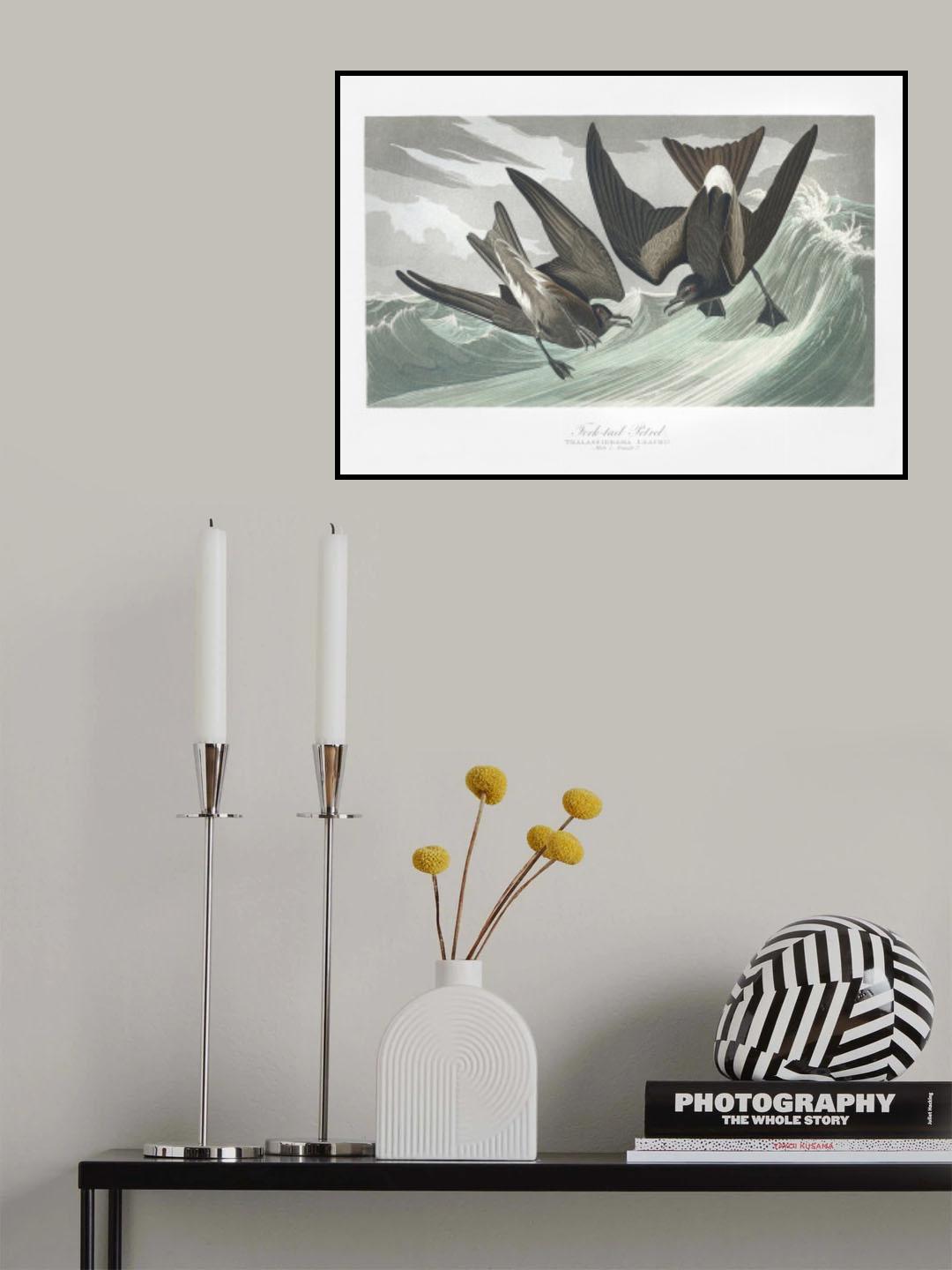 Fork Tailed Petrel From Birds of America (1827) Poster och Canvastavla