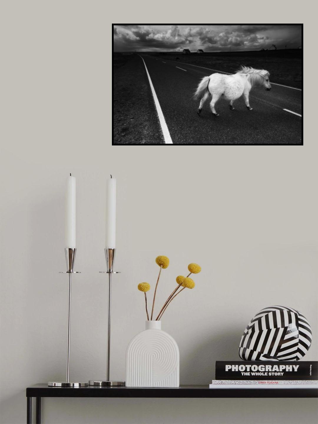 A white horse Poster och Canvastavla