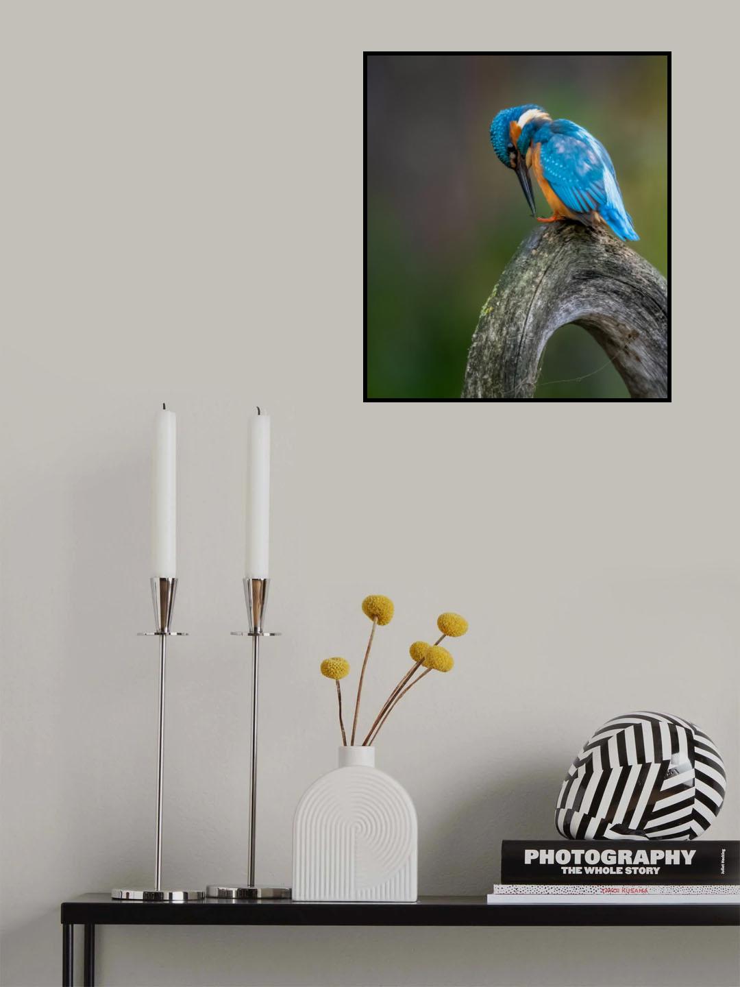 ijsvogel Poster och Canvastavla