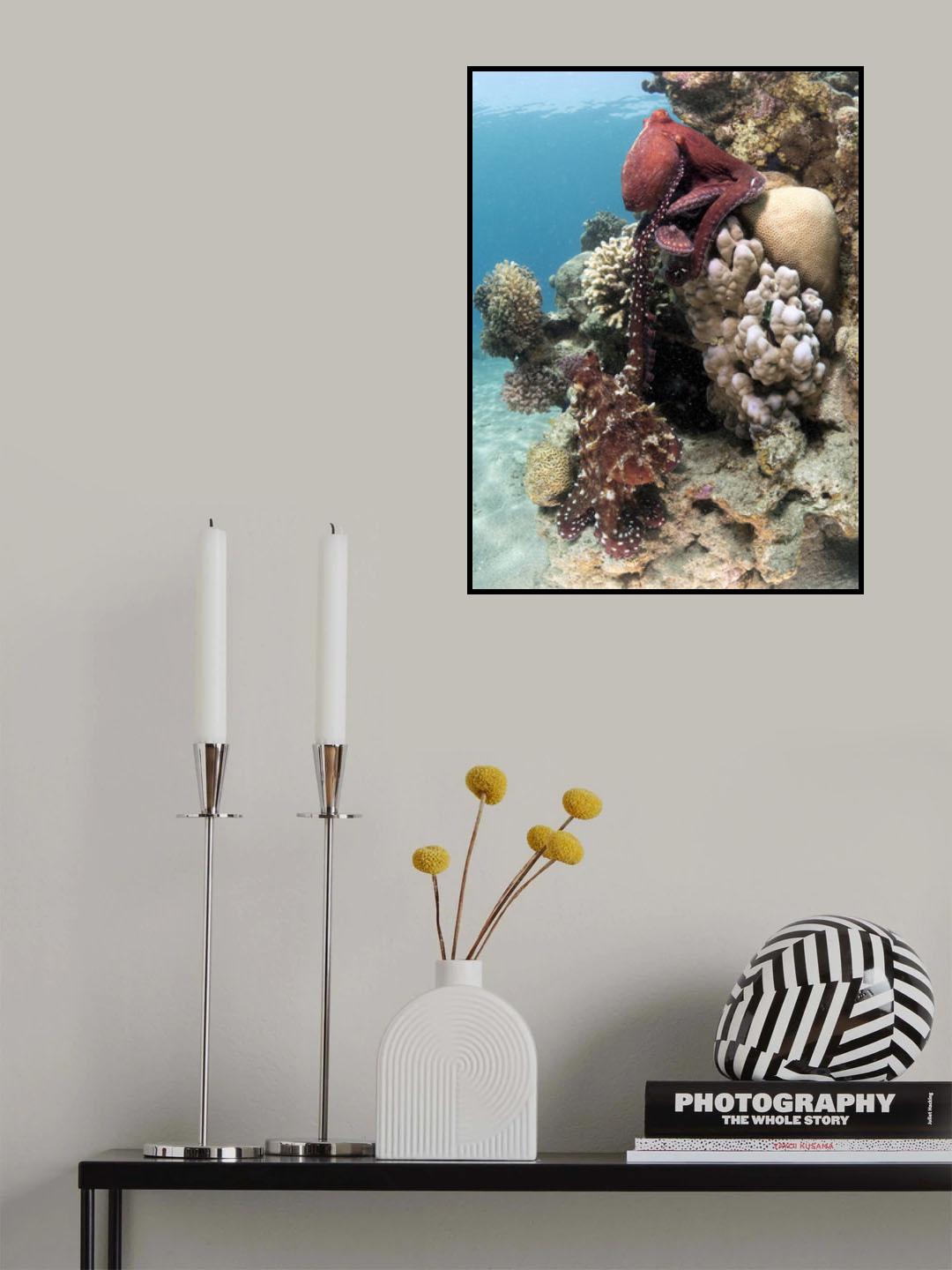 Octopus Mating Poster och Canvastavla