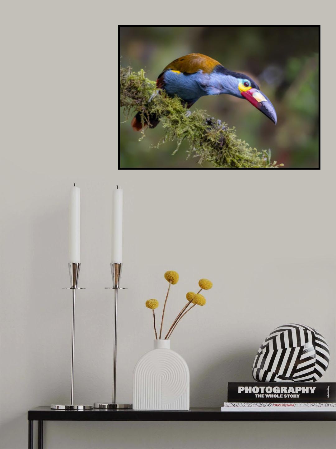 Toucan Poster och Canvastavla