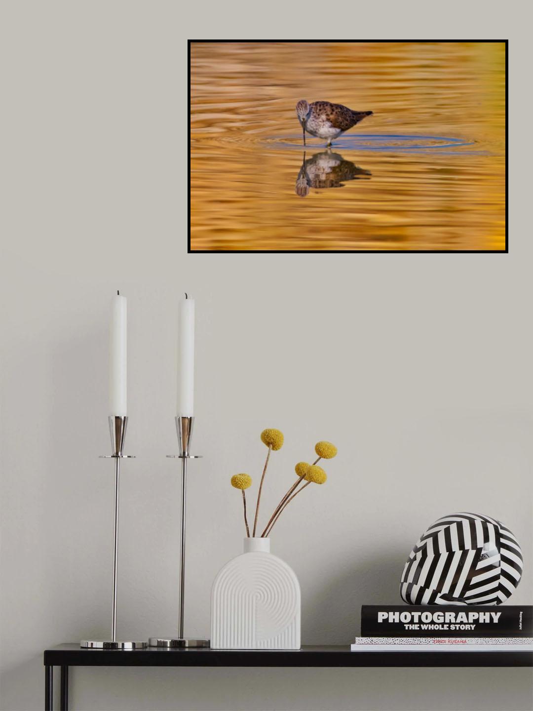 Common redshank Poster och Canvastavla