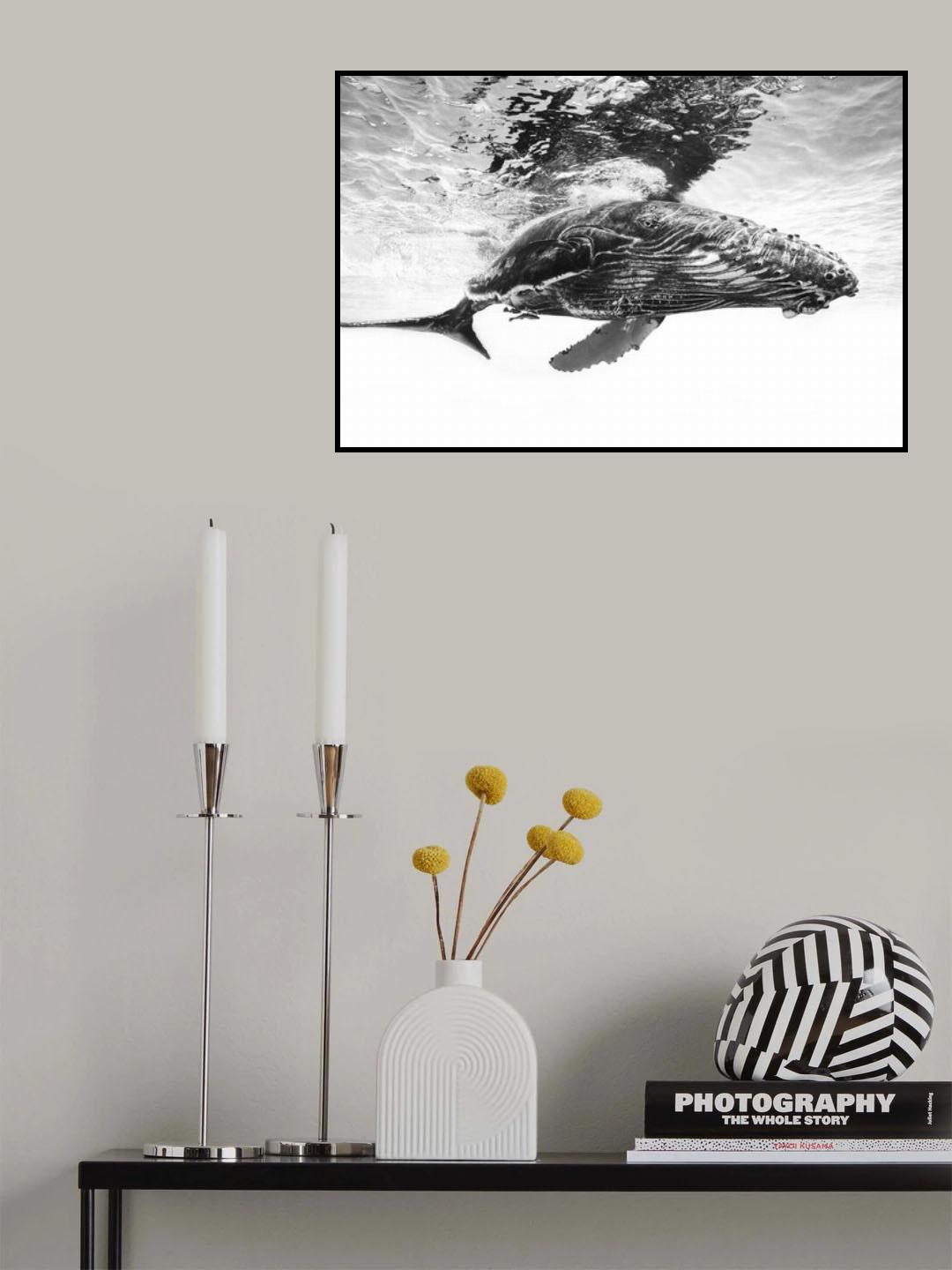 Humpback whale calf Poster och Canvastavla
