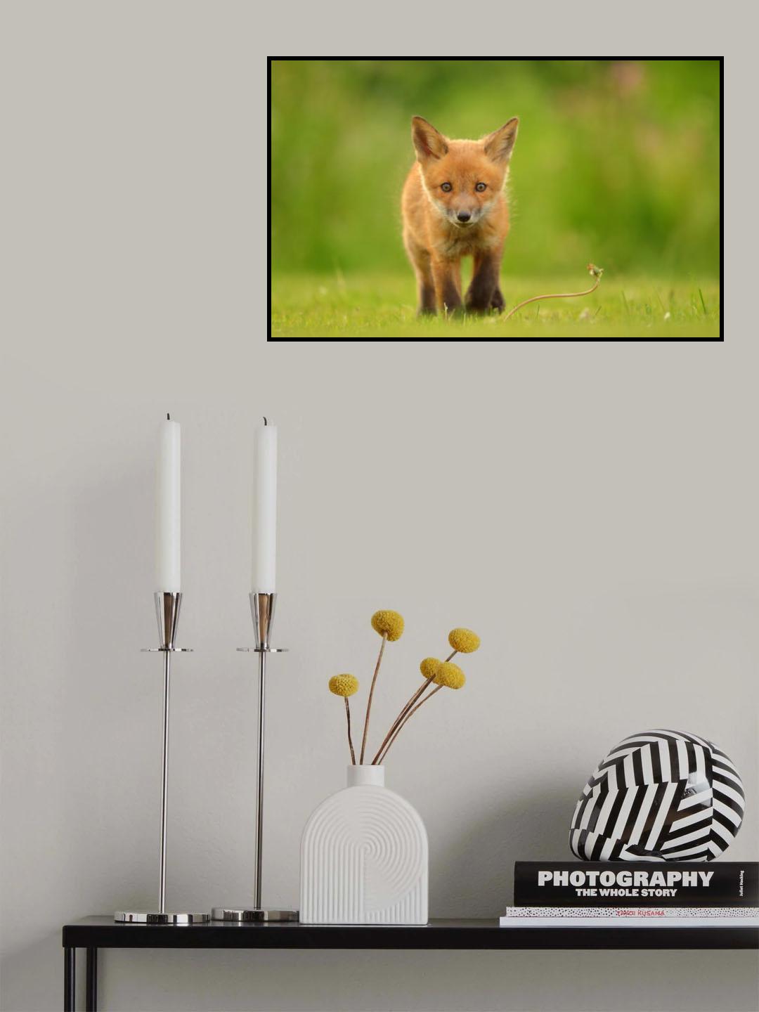 Baby Red Fox Poster och Canvastavla