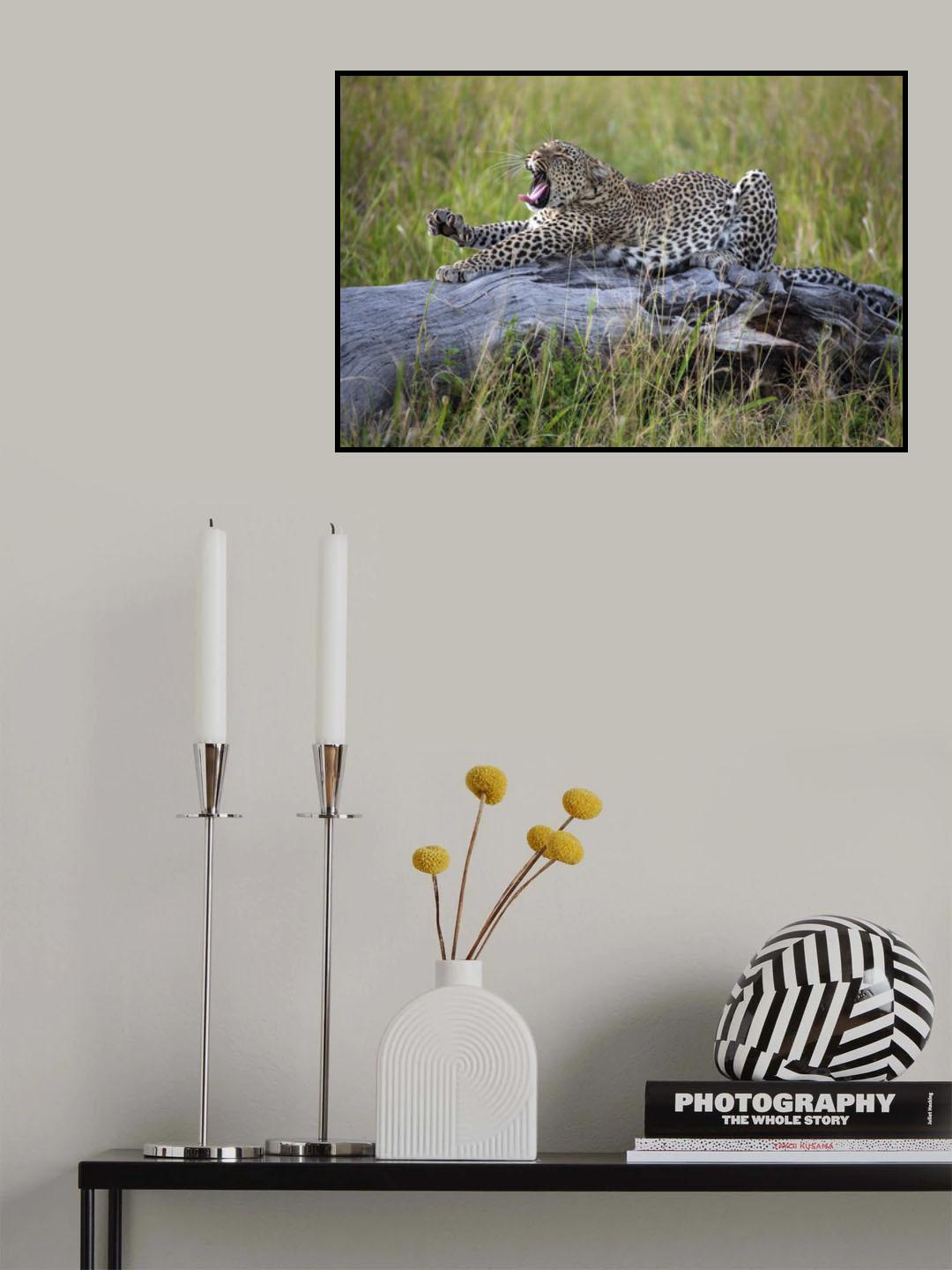 Big Cat Poster och Canvastavla
