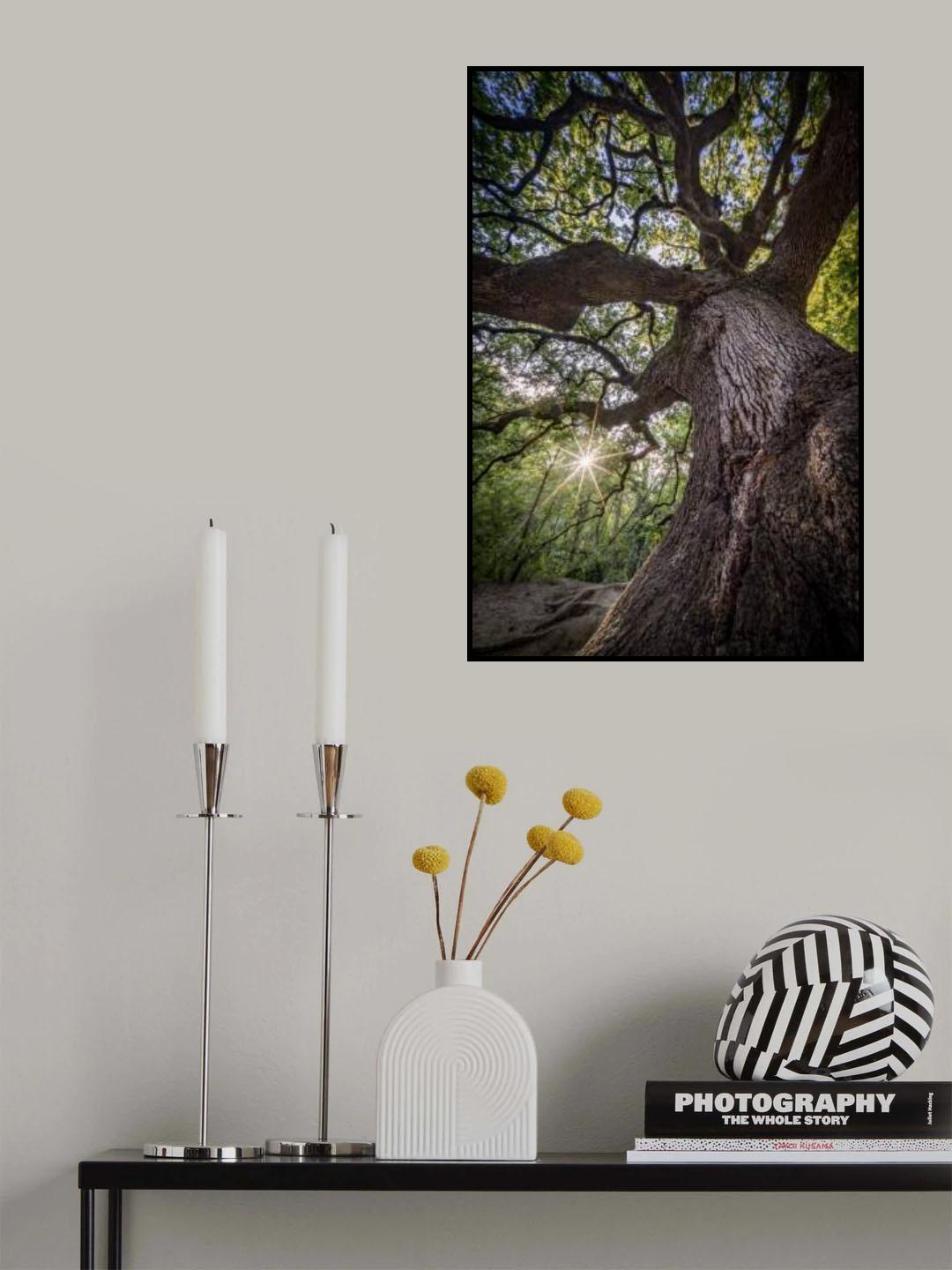 The Witches’ Oak Poster och Canvastavla
