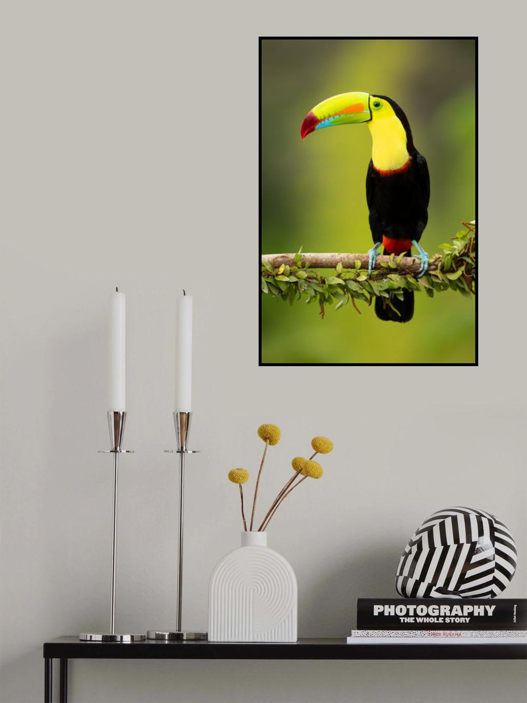 Keel-billed toucan Poster och Canvastavla